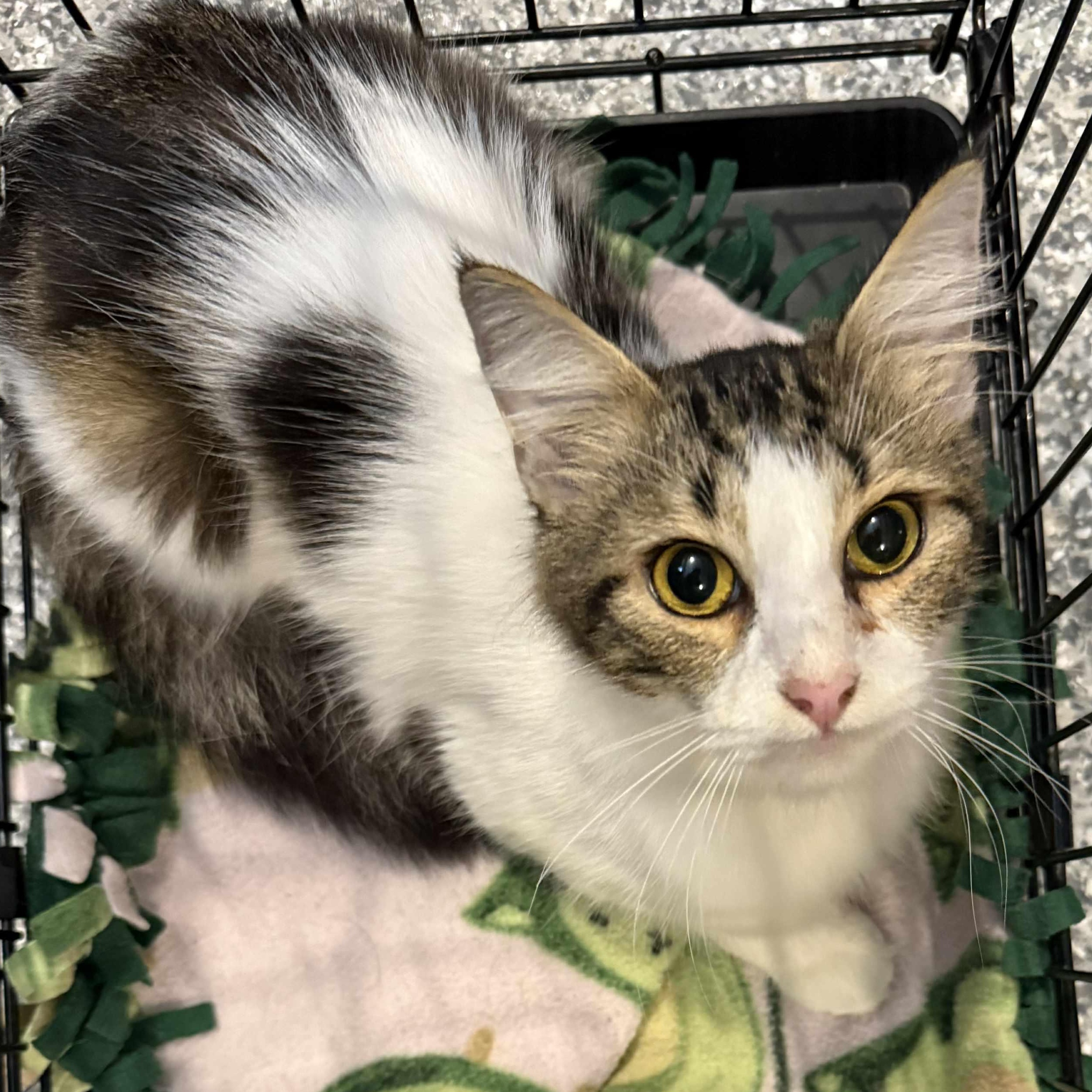 Gerda, adopted, Kitten Female Domestic Medium Hair.