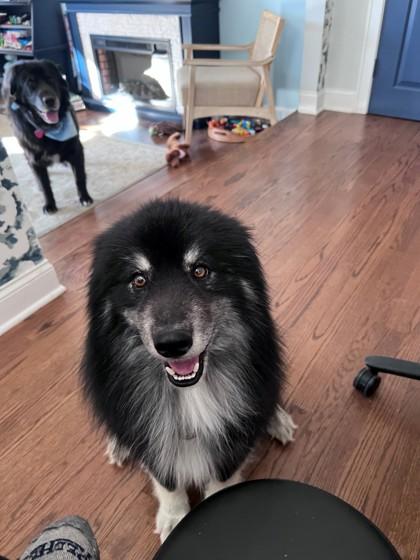 Richie, a ADOPTABLE Pomsky in Downers Grove, IL image 2/3