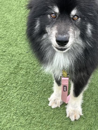 Richie, a ADOPTABLE Pomsky in Downers Grove, IL image 3/3