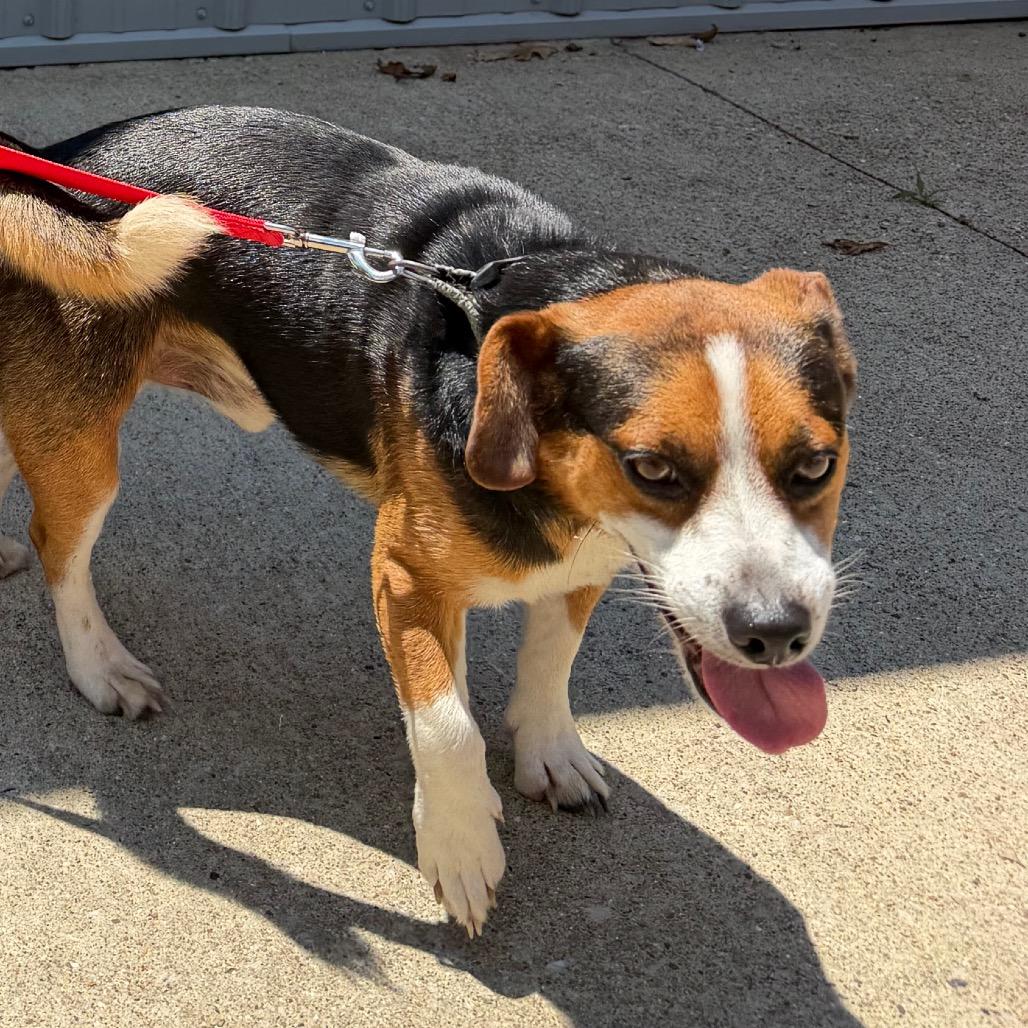 Enlarge Boots, a Adoptable Beagle in Princeton, KY image 1/1