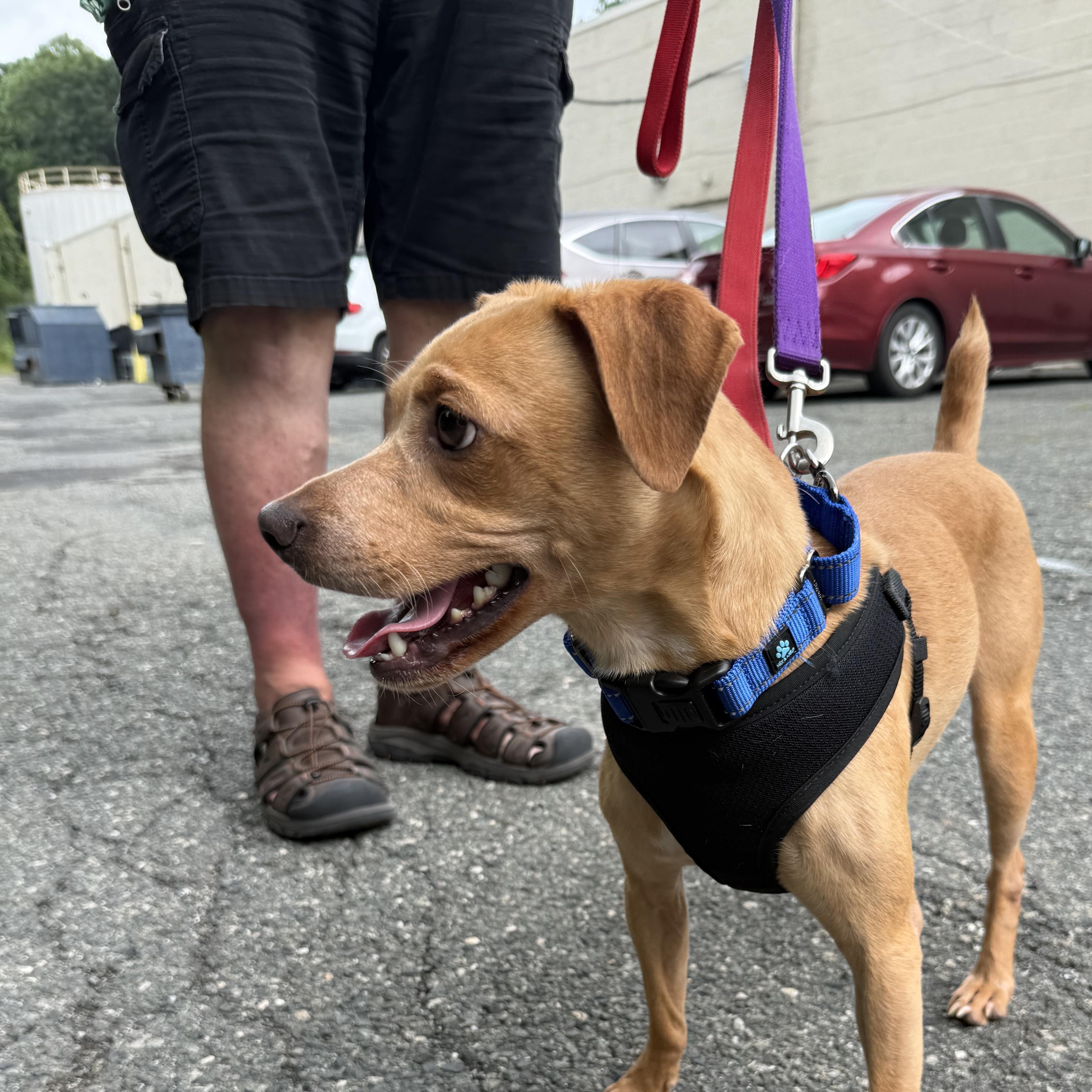 Enlarge Bee Brown, an adopted mixed breed in Stanhope, NJ image 3/3