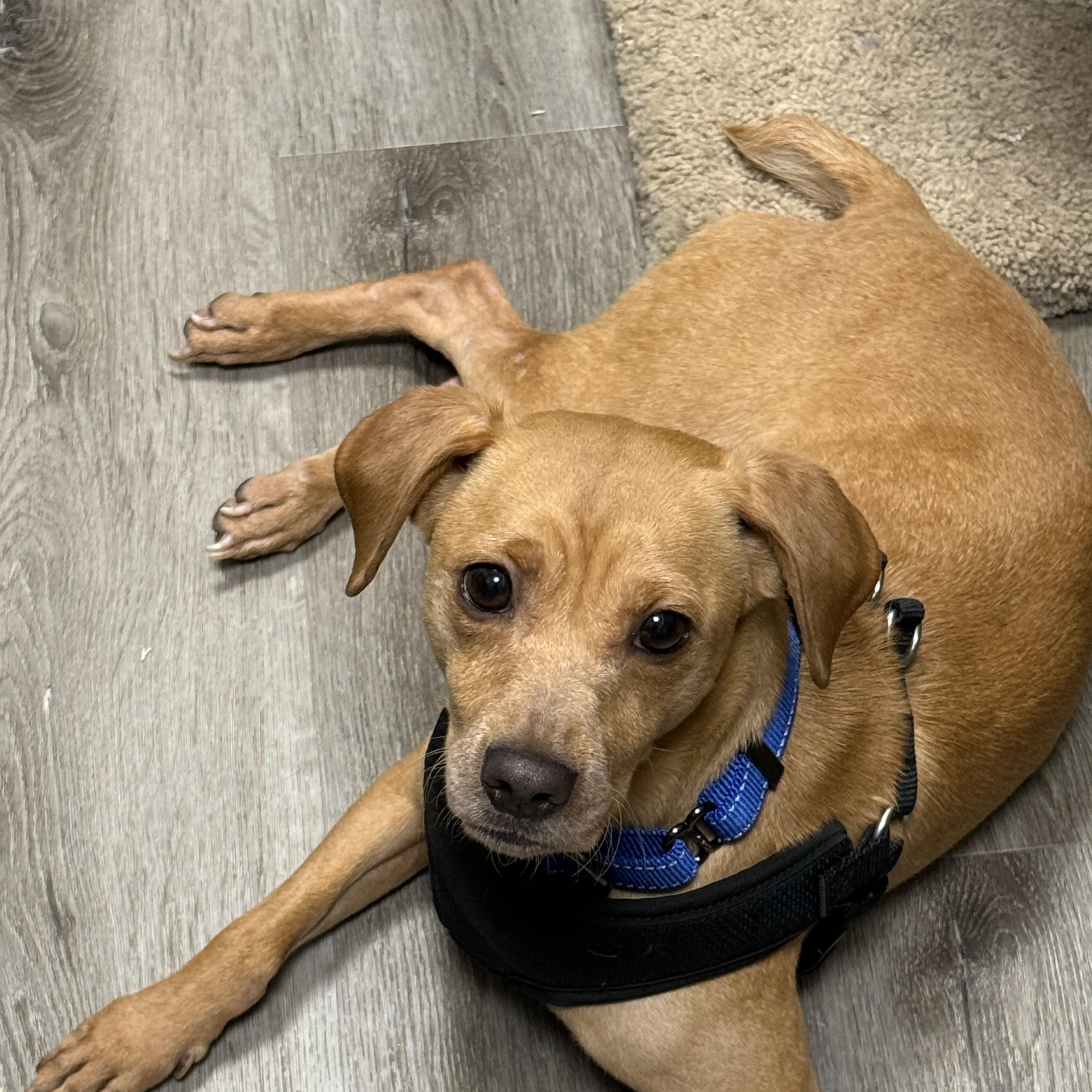 Bee Brown, adopted, Young Male Terrier.