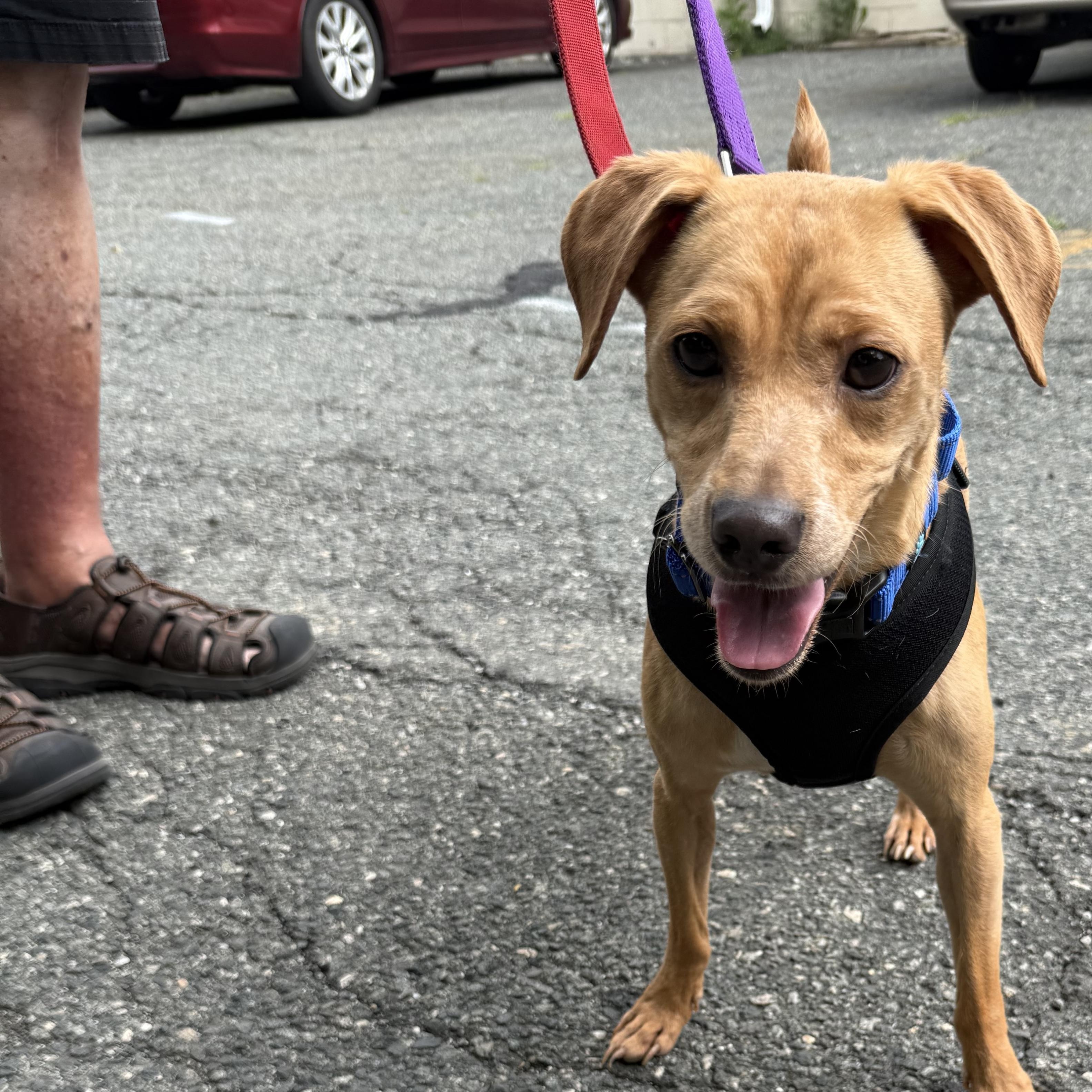 Enlarge Bee Brown, an adopted mixed breed in Stanhope, NJ image 2/3