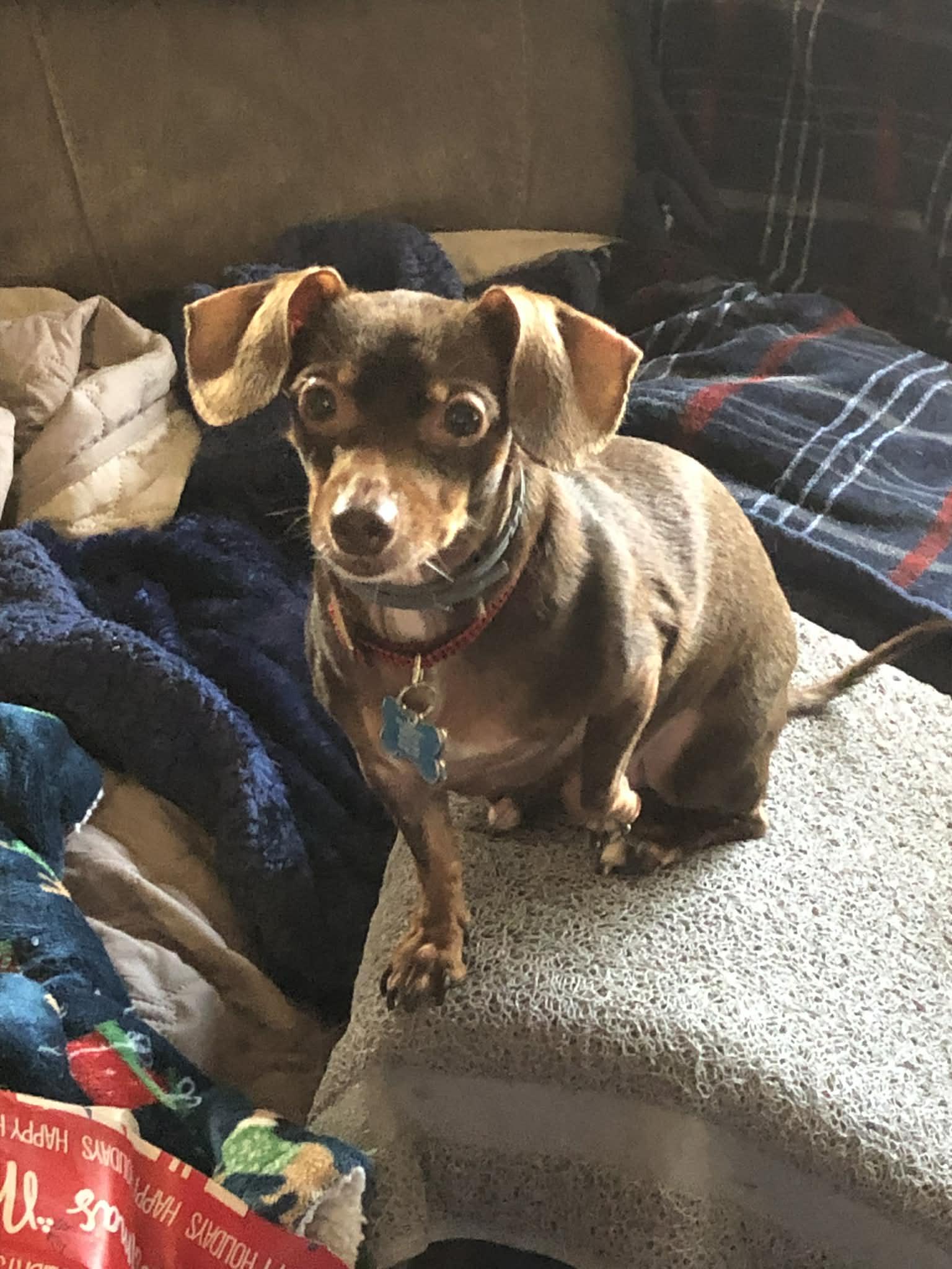 Enlarge Chewy, a Adoptable mixed breed in Forest, VA image 1/3