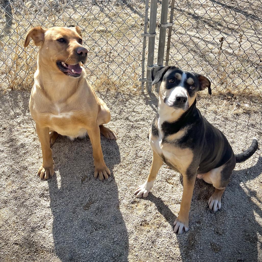 Bailey, Adoptable, Adult Female Catahoula Leopard Dog & Mixed Breed.