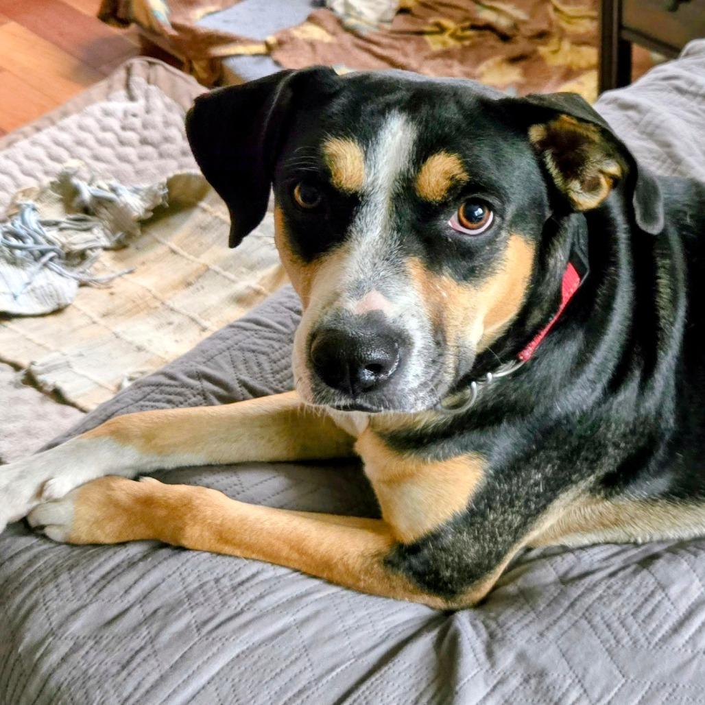 Enlarge Bailey, a Adoptable mixed breed in Philadelphia, PA image 4/6