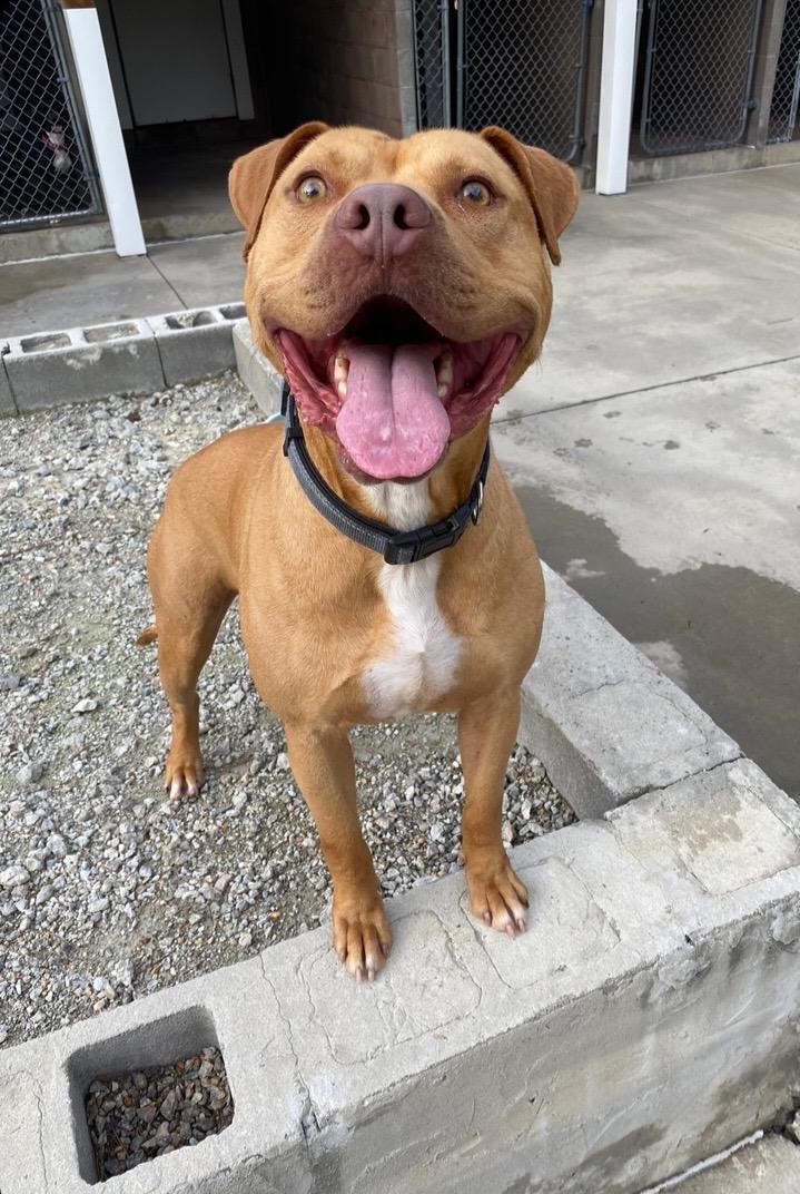 Rizby, an adoptable Pit Bull Terrier in Burgaw, NC, 28425 | Photo Image 2