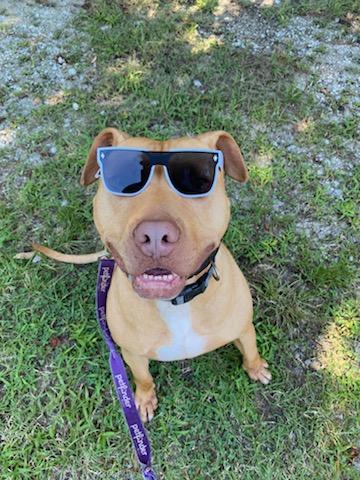 Rizby, Adoptable, Adult Male Pit Bull Terrier.