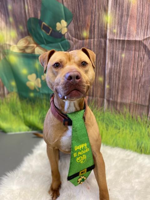 Rizby, Adoptable, Adult Male Pit Bull Terrier.