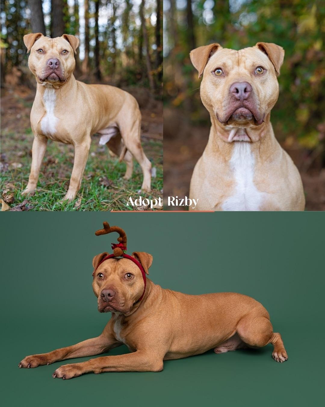 Rizby, Adoptable, Adult Male Pit Bull Terrier.
