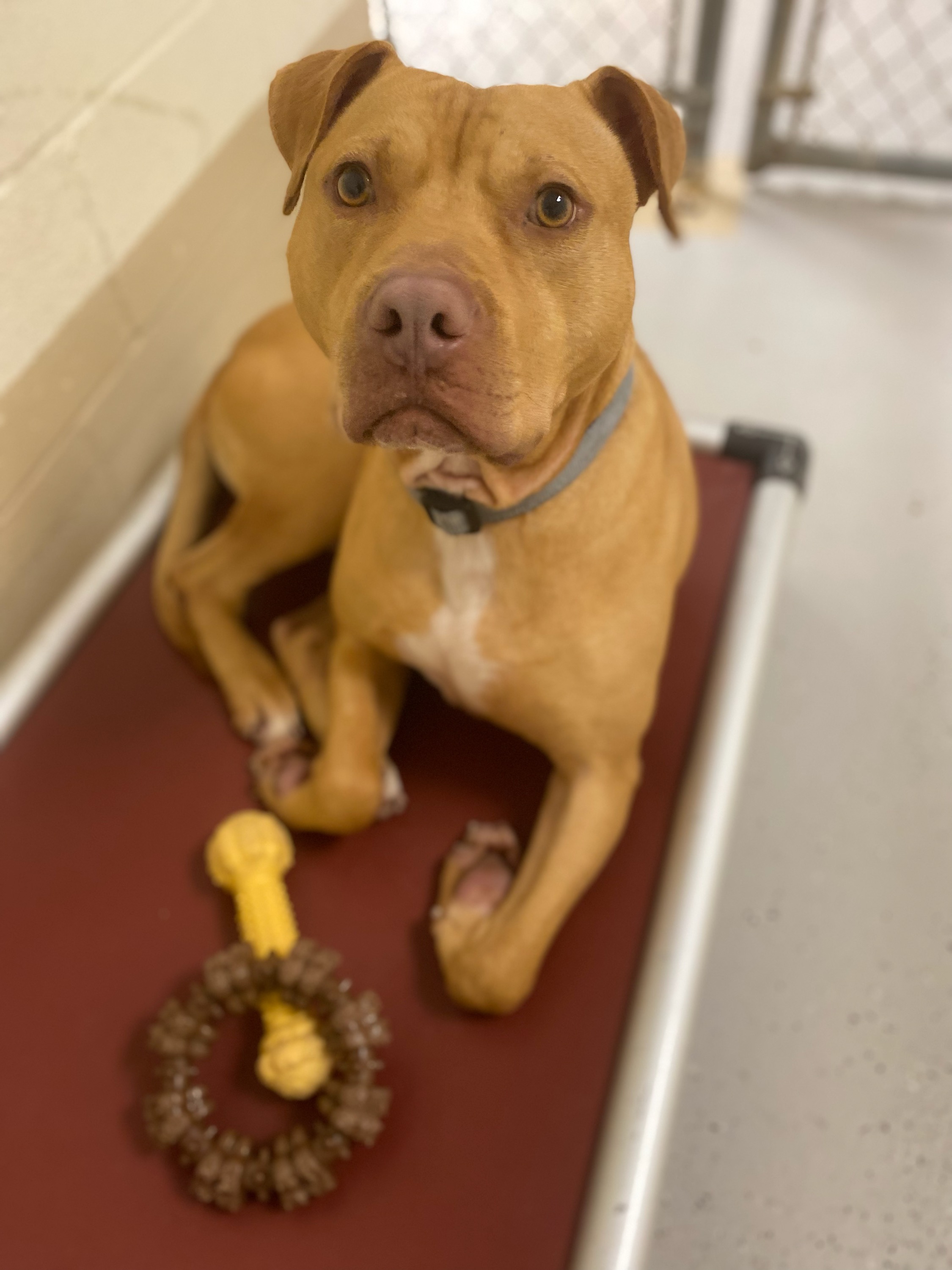 Rizby, an adoptable Pit Bull Terrier in Burgaw, NC, 28425 | Photo Image 3