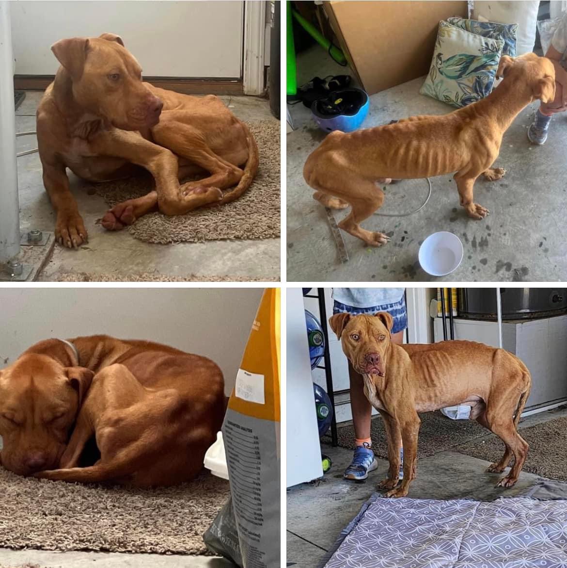 Rizby, a Adoptable mixed breed image 5/5