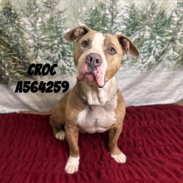 CROC, Adoptable, Adult Male Pit Bull Terrier.