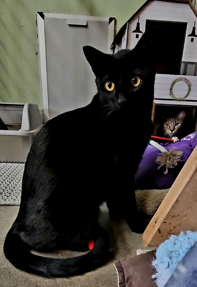 WARREN, Adoptable, Adult Male American Shorthair.