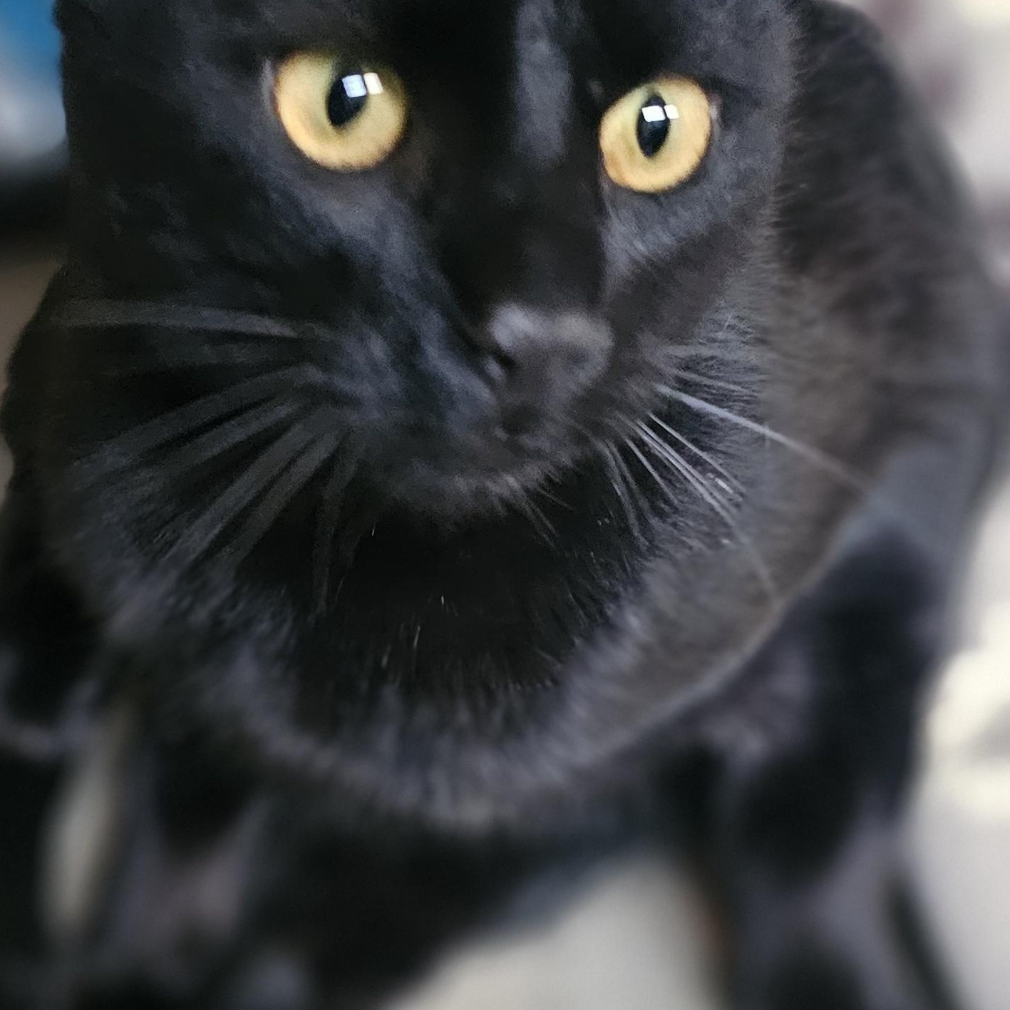 Enlarge WARREN, a Adoptable American Shorthair in Pinedale, WY image 3/3