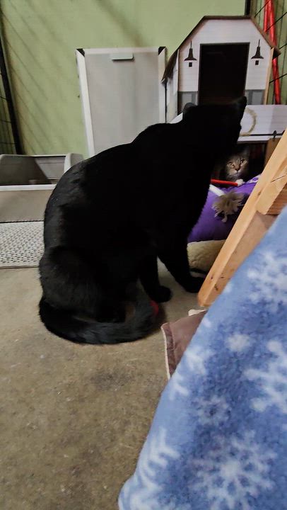Enlarge WARREN, a Adoptable American Shorthair in Pinedale, WY video 2/3
