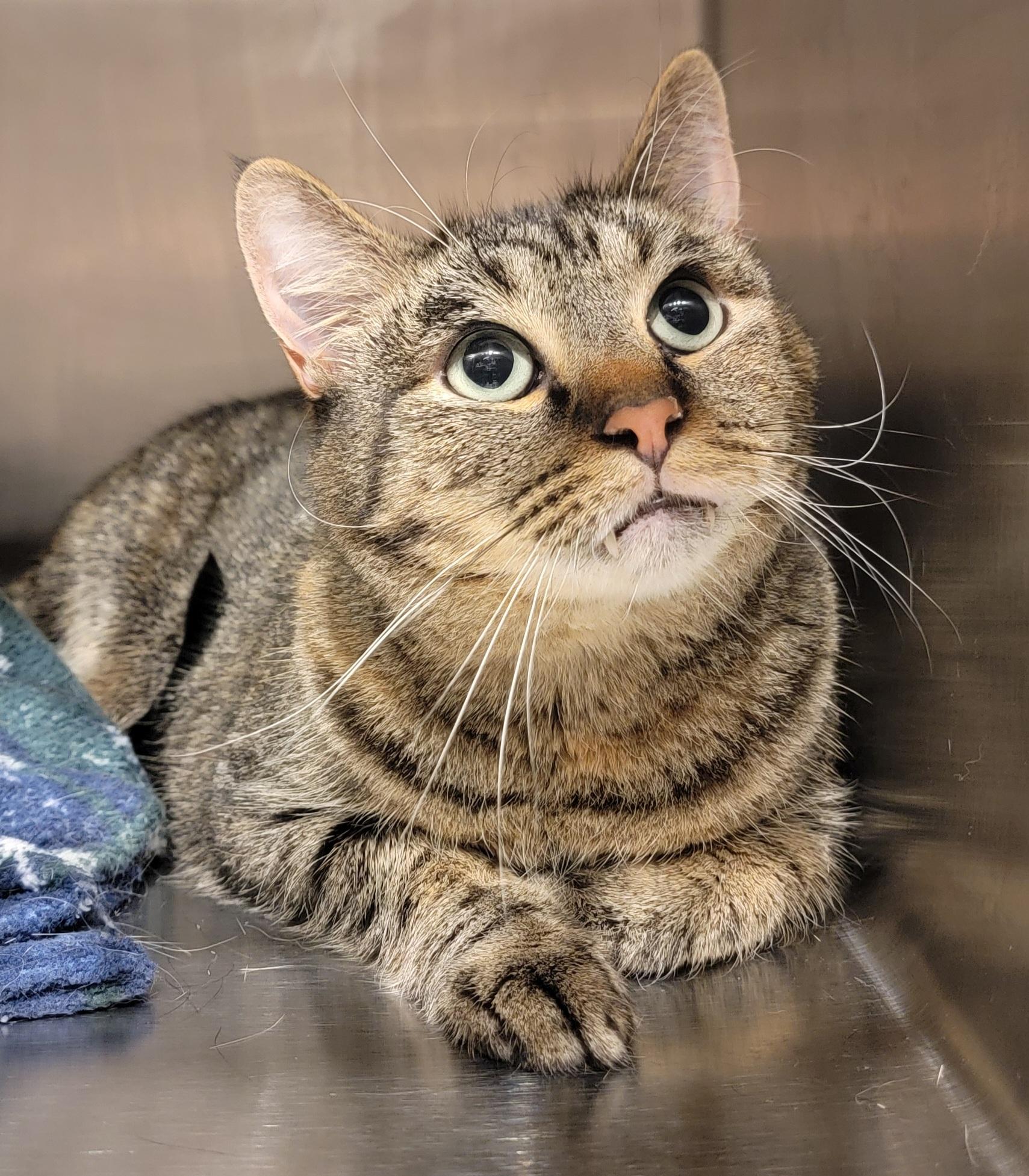 DAPHNE, an adoptable Tabby in Pueblo, CO, 81005 | Photo Image 1