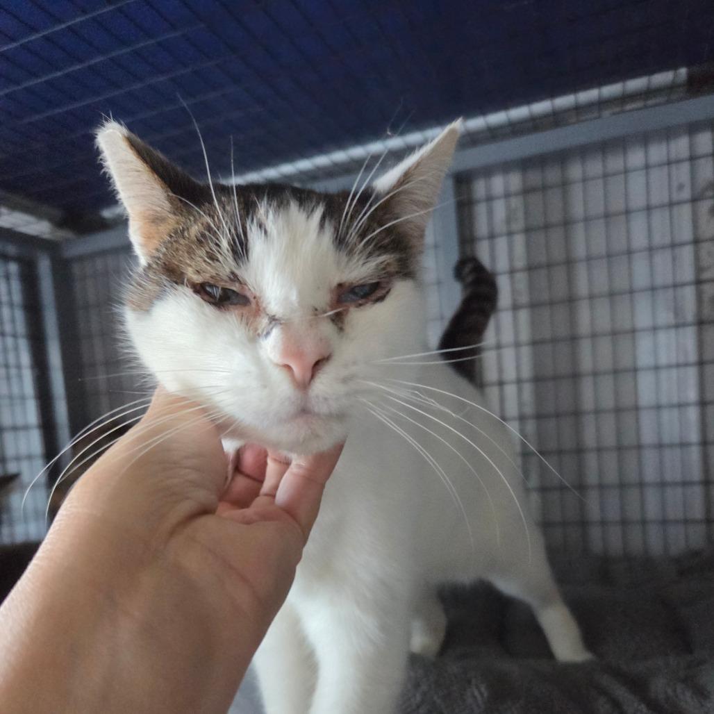 Reveal, Adoptable, Adult Female Domestic Short Hair.