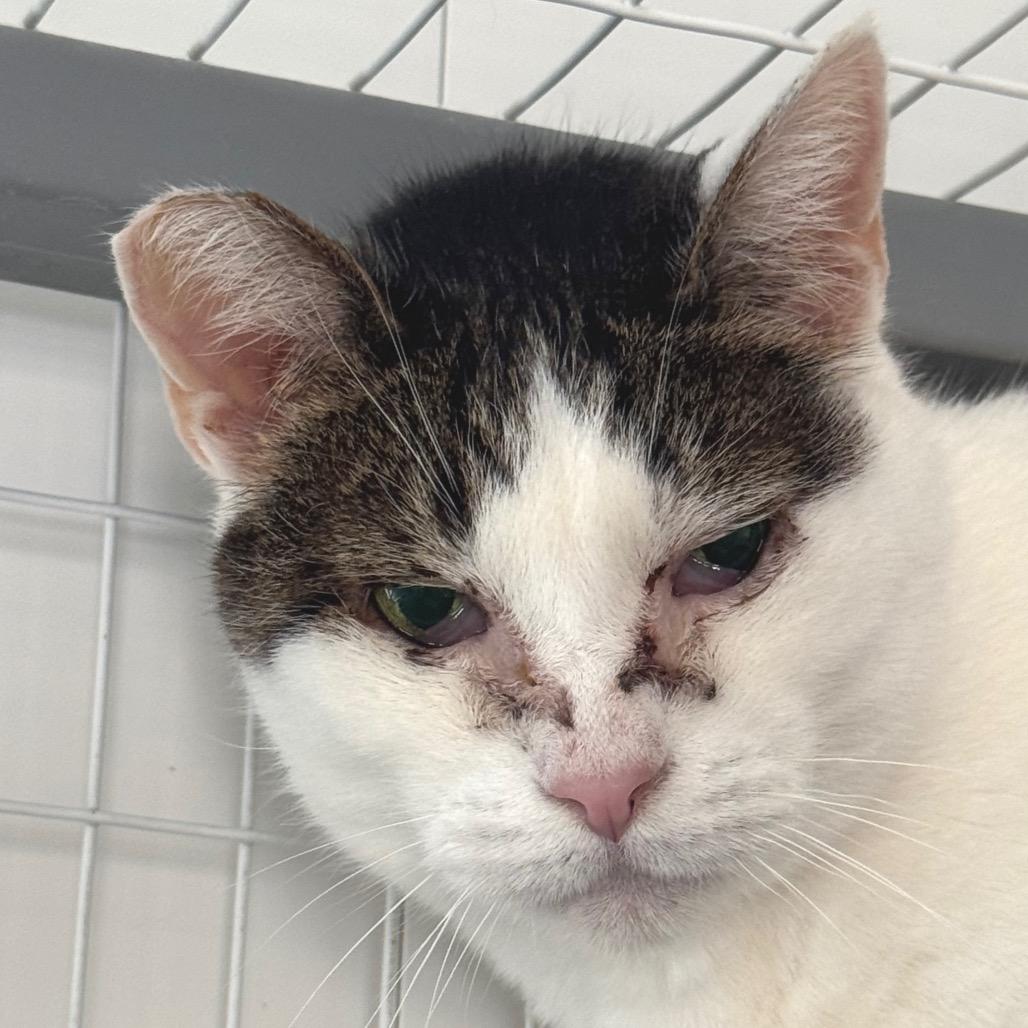 Enlarge Reveal, a Adoptable Domestic Short Hair in St. Helena, CA image 2/6