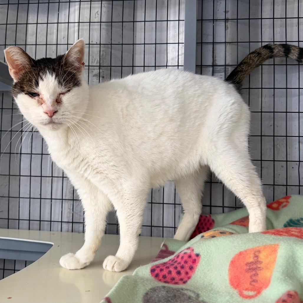 Enlarge Reveal, a Adoptable Domestic Short Hair in St. Helena, CA image 3/6