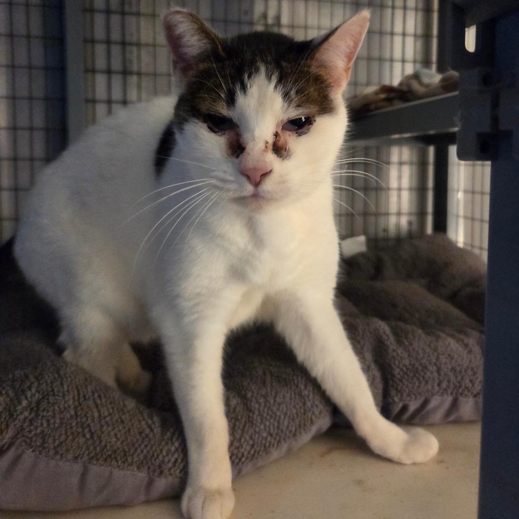 Enlarge Reveal, a Adoptable Domestic Short Hair in St. Helena, CA image 4/6