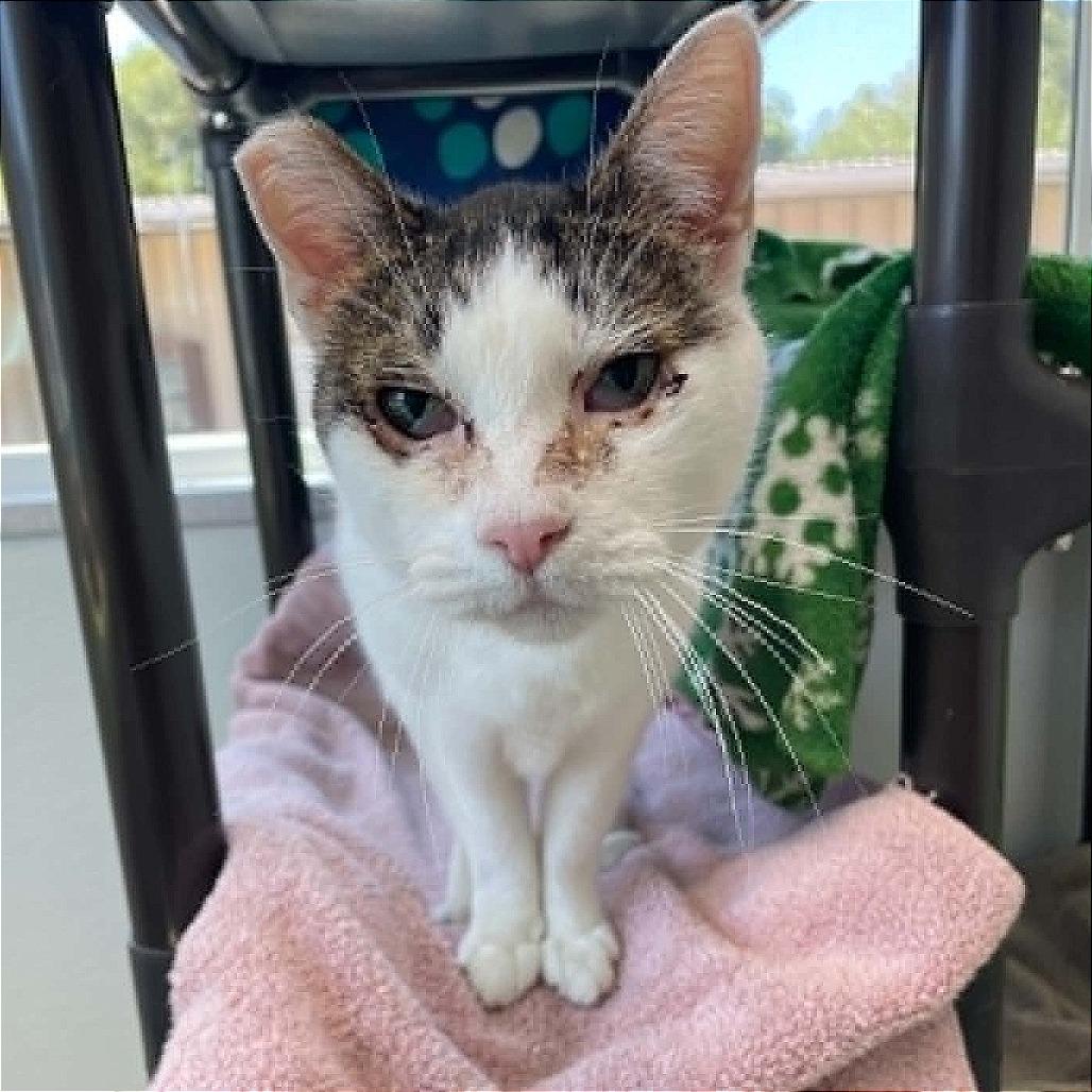Enlarge Reveal, a Adoptable Domestic Short Hair in St. Helena, CA image 5/6