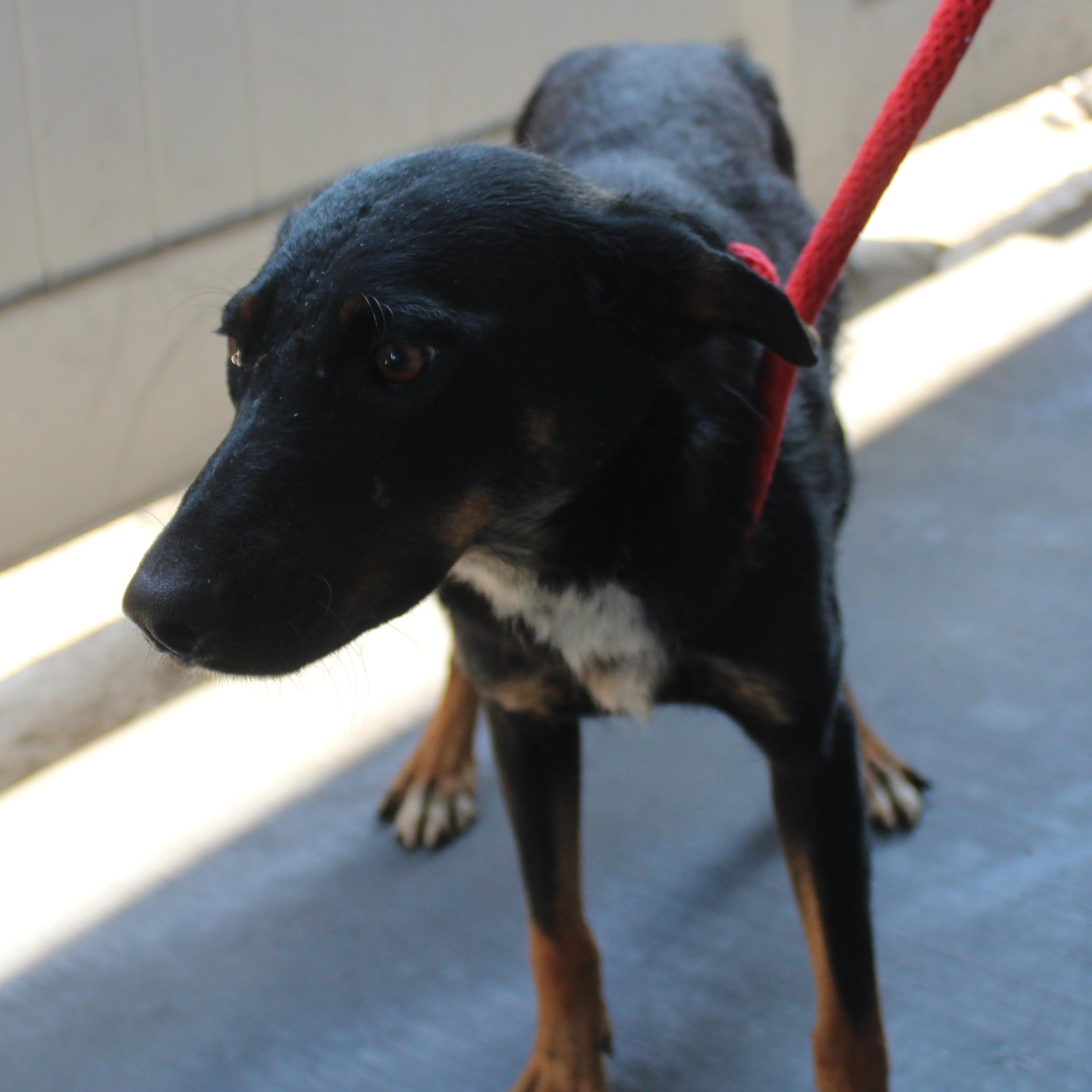 Enlarge Ebony, a Adoptable mixed breed in Yucca Valley, CA image 1/2