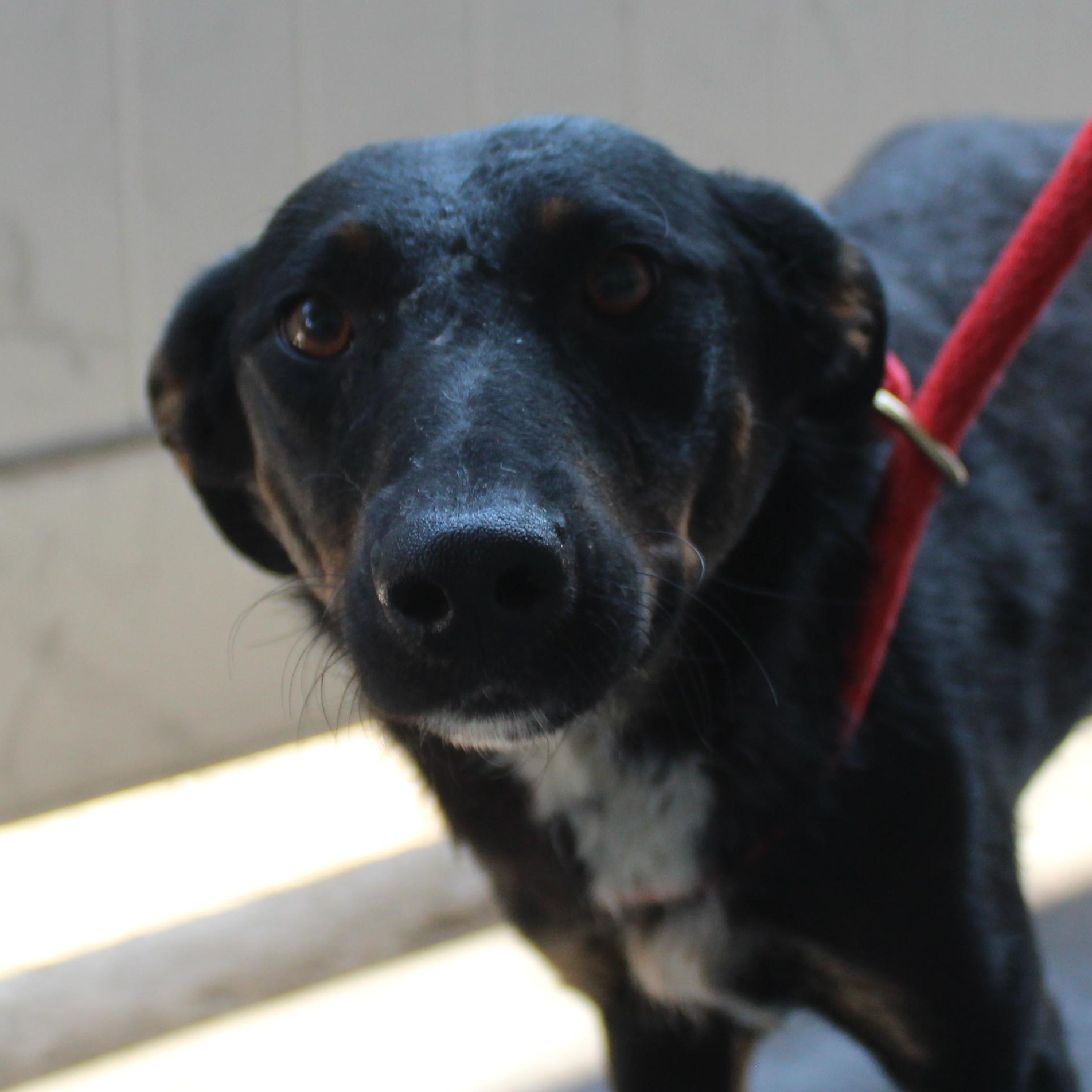 Enlarge Ebony, a Adoptable mixed breed in Yucca Valley, CA image 2/2
