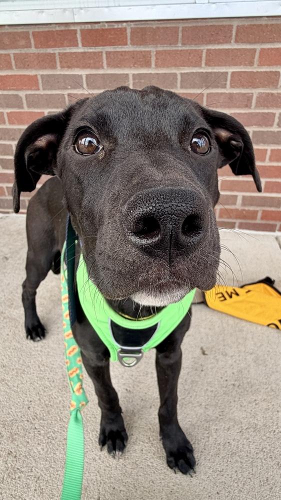 SIREN OF THE SIN BIN, Adoptable, Puppy Female Labrador Retriever.