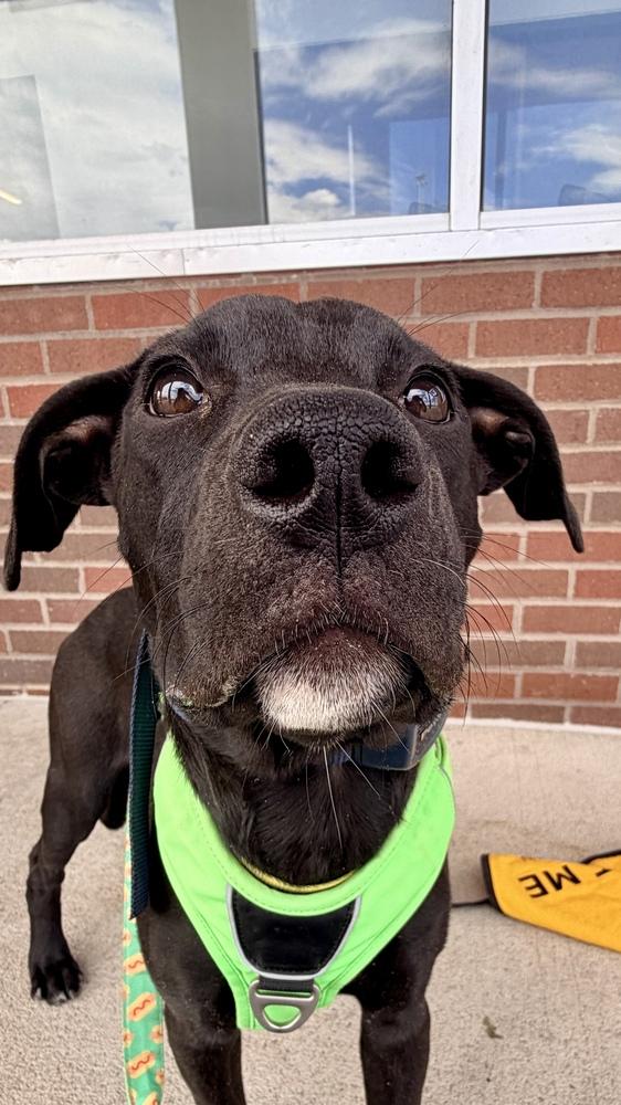 SIREN OF THE SIN BIN, a Adoptable Labrador Retriever in Thornton, CO image 2/6