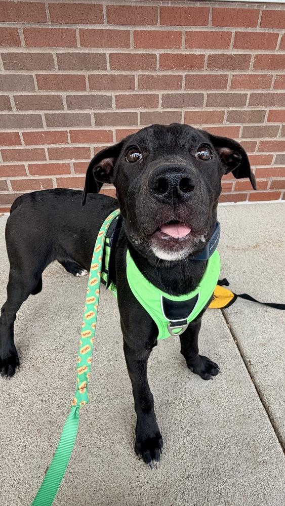 SIREN OF THE SIN BIN, a Adoptable Labrador Retriever in Thornton, CO image 3/6