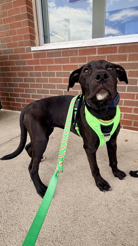 SIREN OF THE SIN BIN, a Adoptable Labrador Retriever in Thornton, CO image 4/6