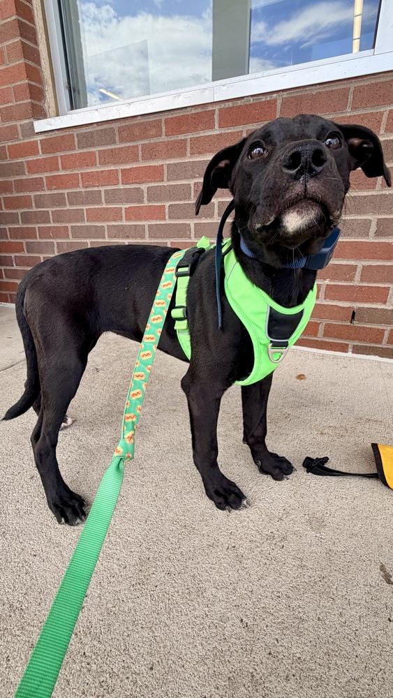 SIREN OF THE SIN BIN, a Adoptable Labrador Retriever in Thornton, CO image 5/6