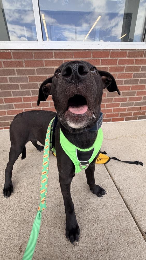 SIREN OF THE SIN BIN, a Adoptable Labrador Retriever in Thornton, CO image 6/6