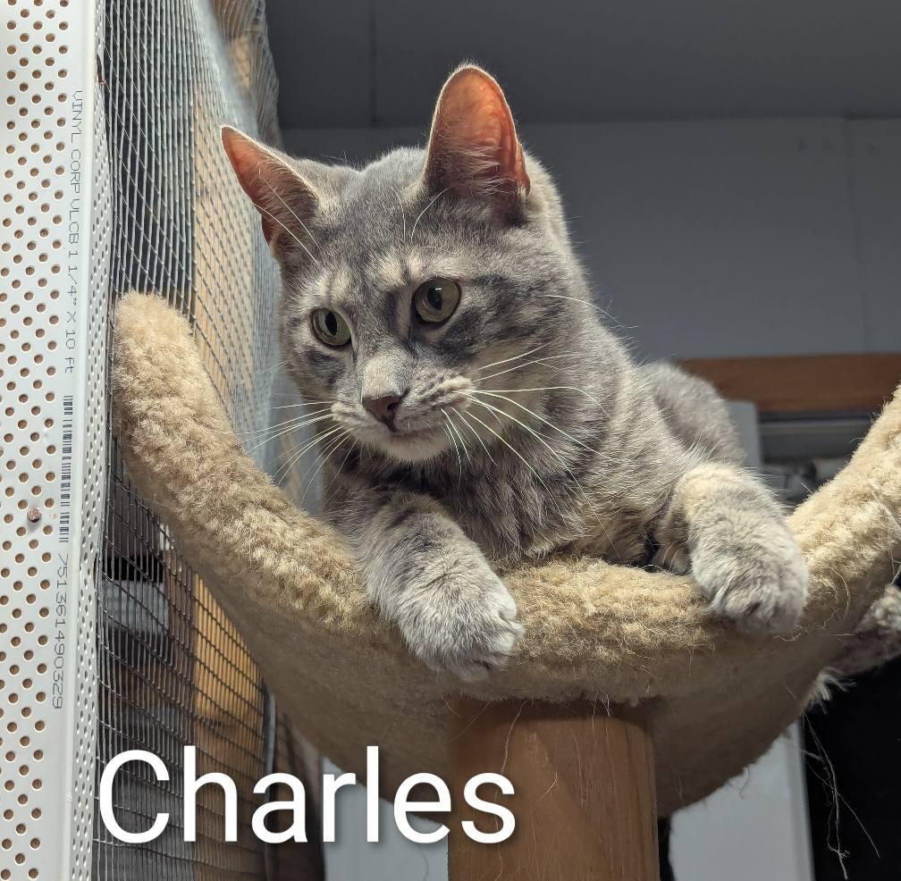 Enlarge Charles, a Adoptable Domestic Short Hair in Fort Ripley, MN image 1/2