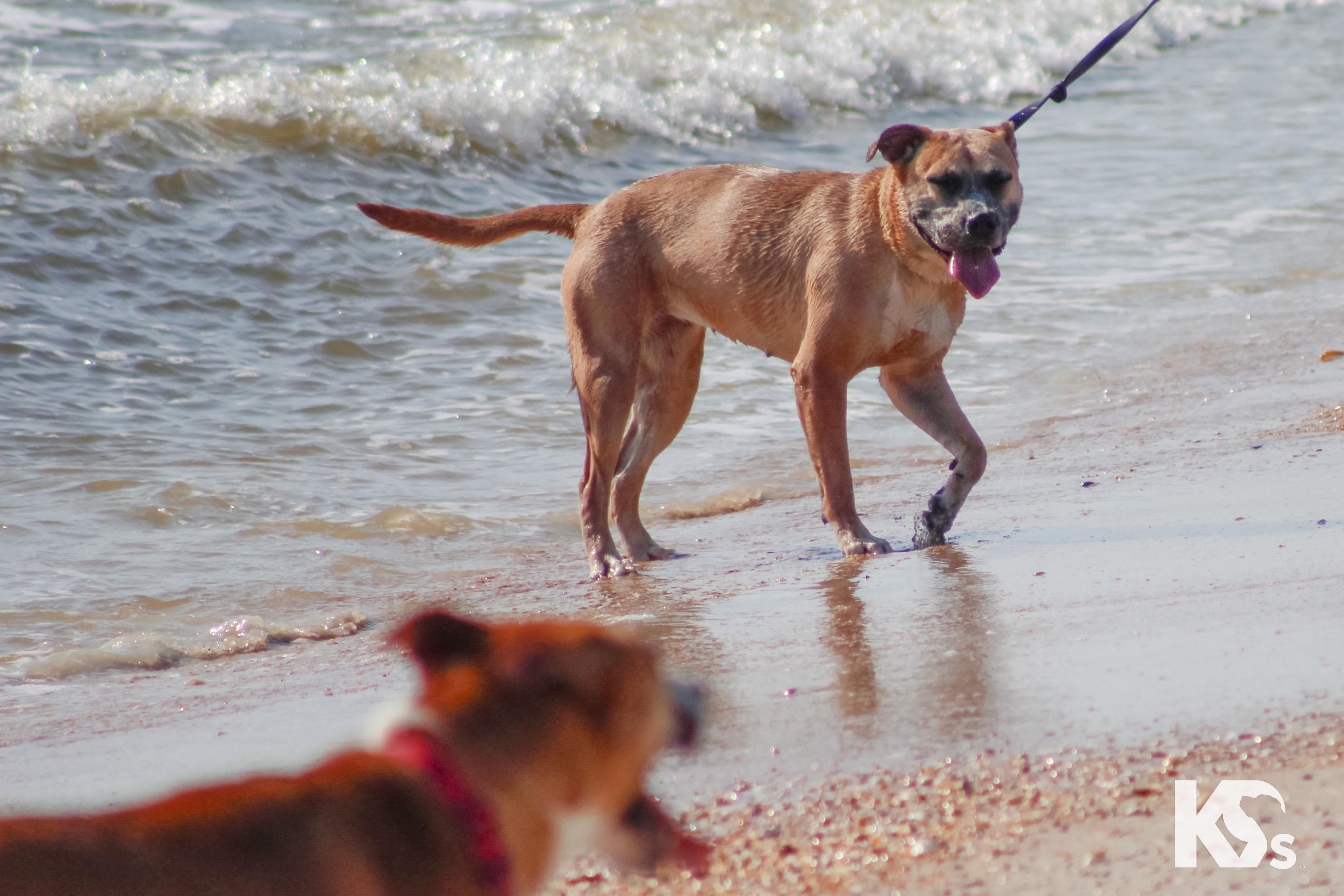 Enlarge Tulip, a Adoptable mixed breed in Ponte Vedra, FL image 3/6