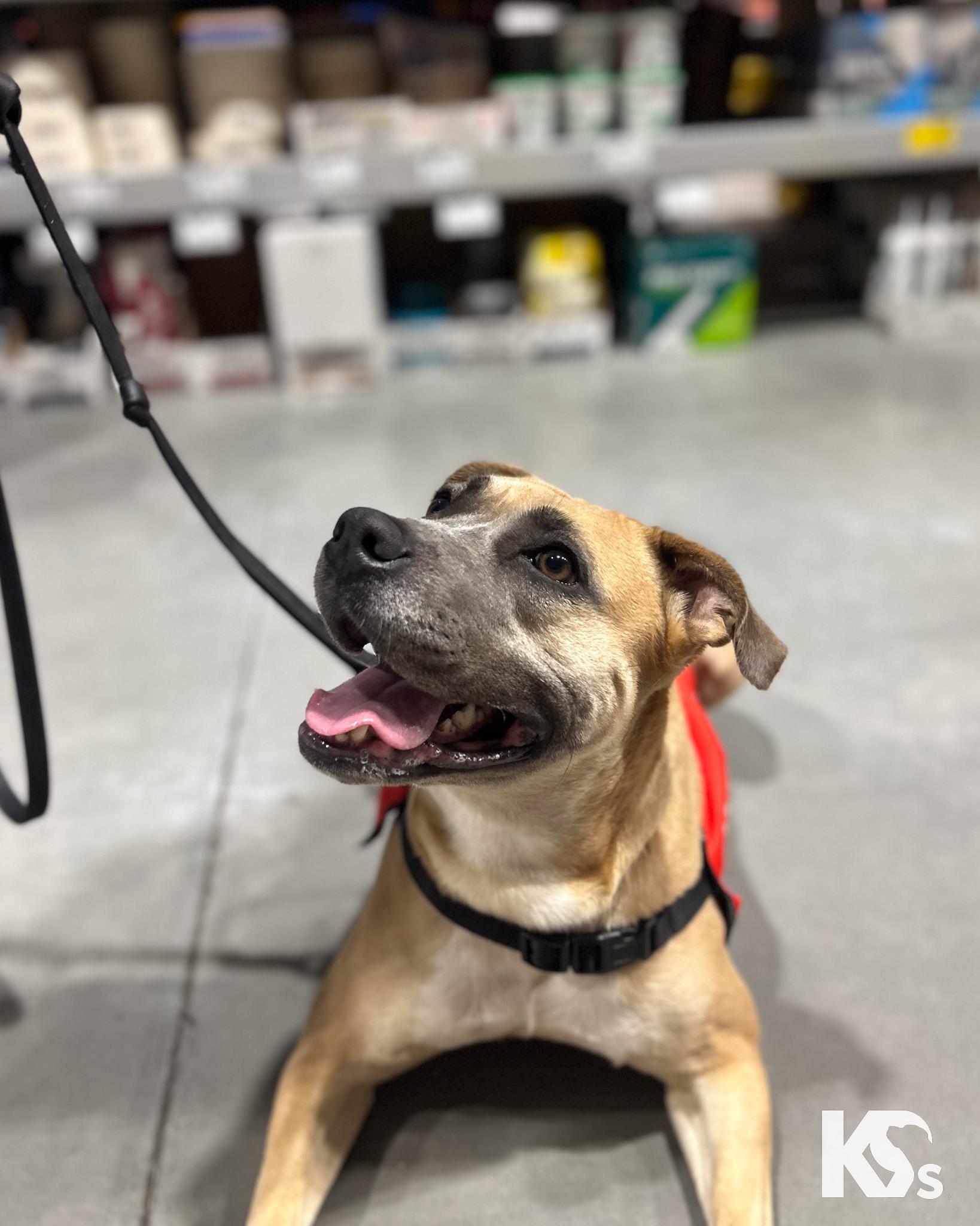 Enlarge Tulip, a Adoptable mixed breed in Ponte Vedra, FL image 5/6