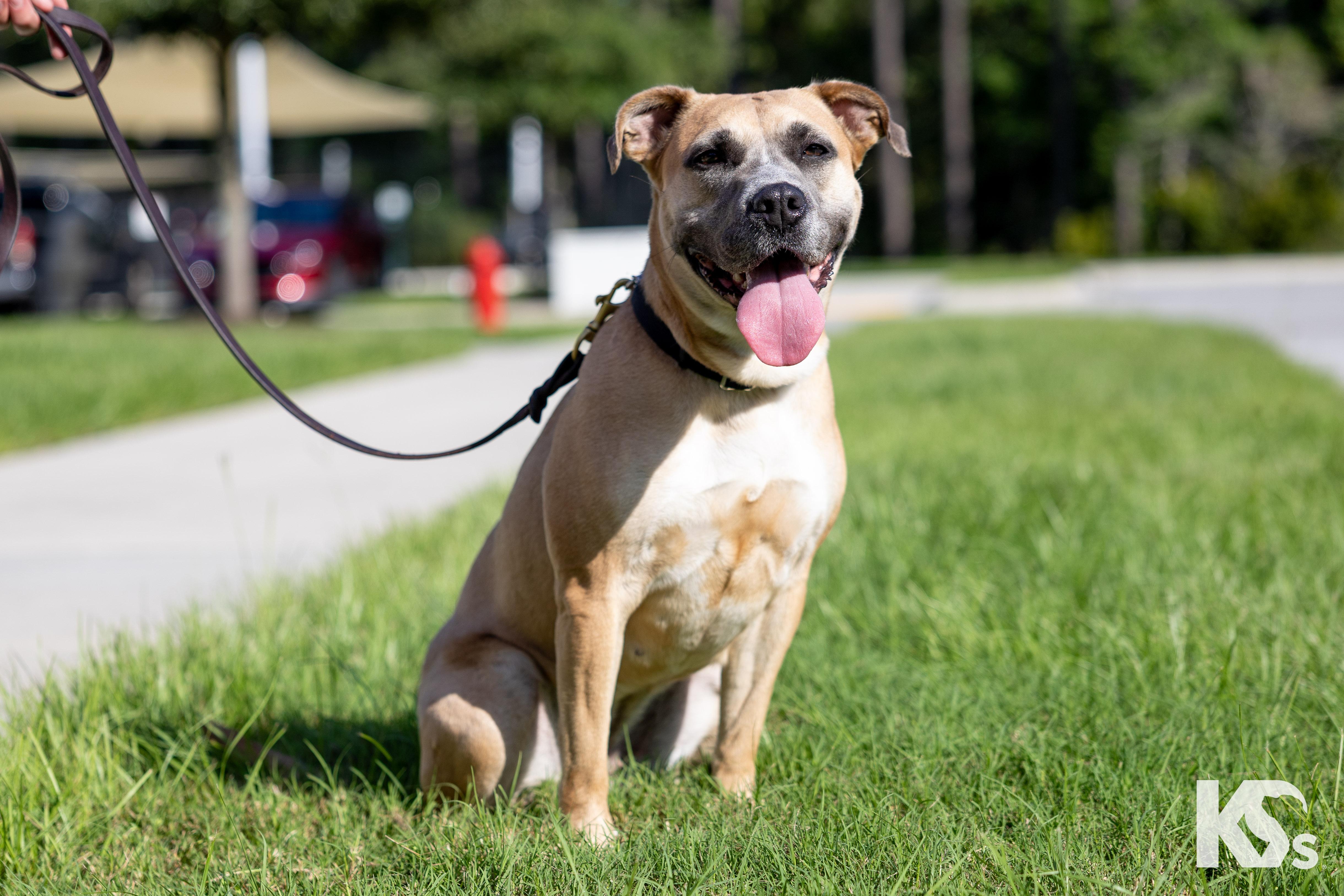 Tulip, ADOPTABLE, Young Female Black Mouth Cur.