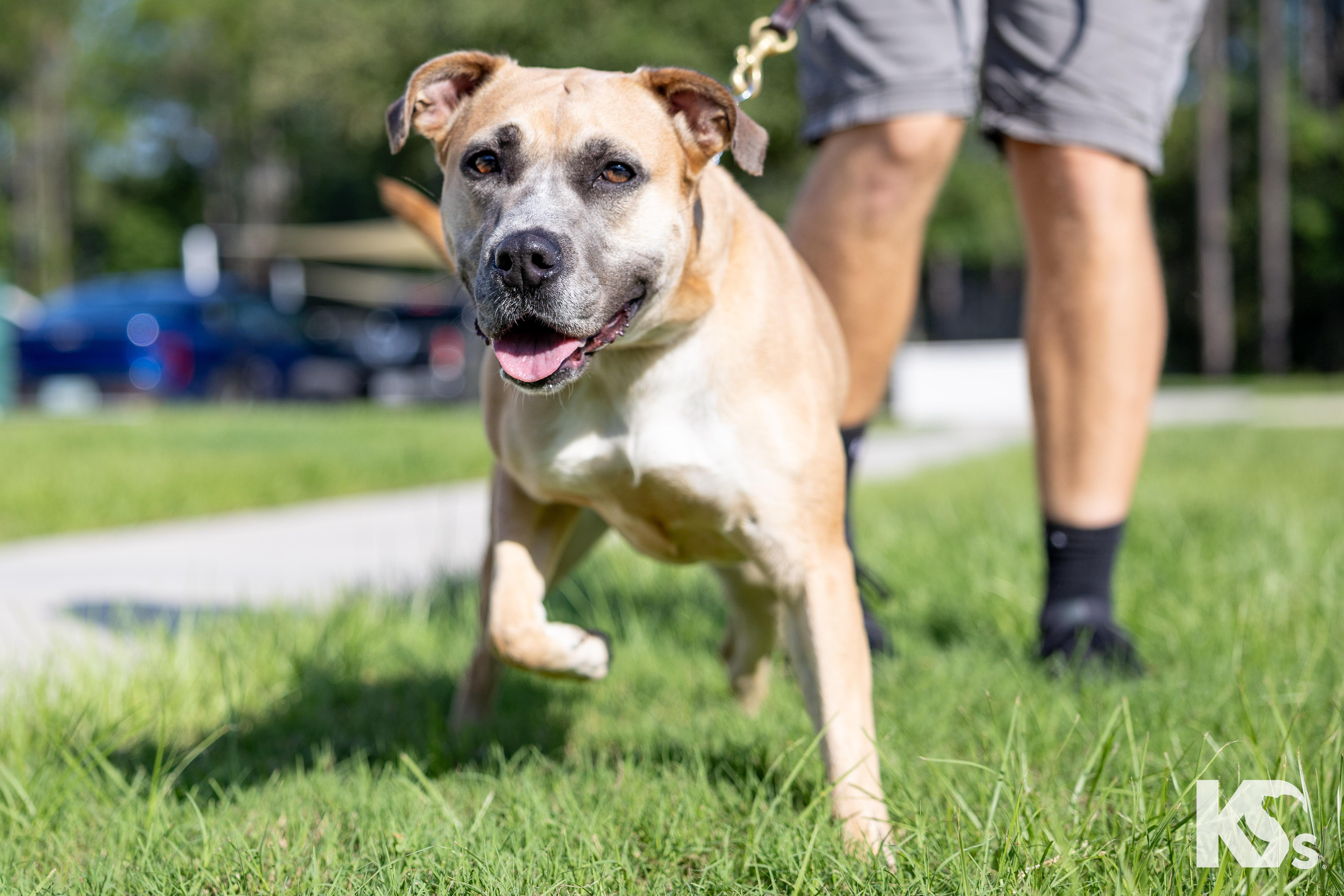 Tulip, a ADOPTABLE mixed breed in Ponte Vedra, FL image 2/3