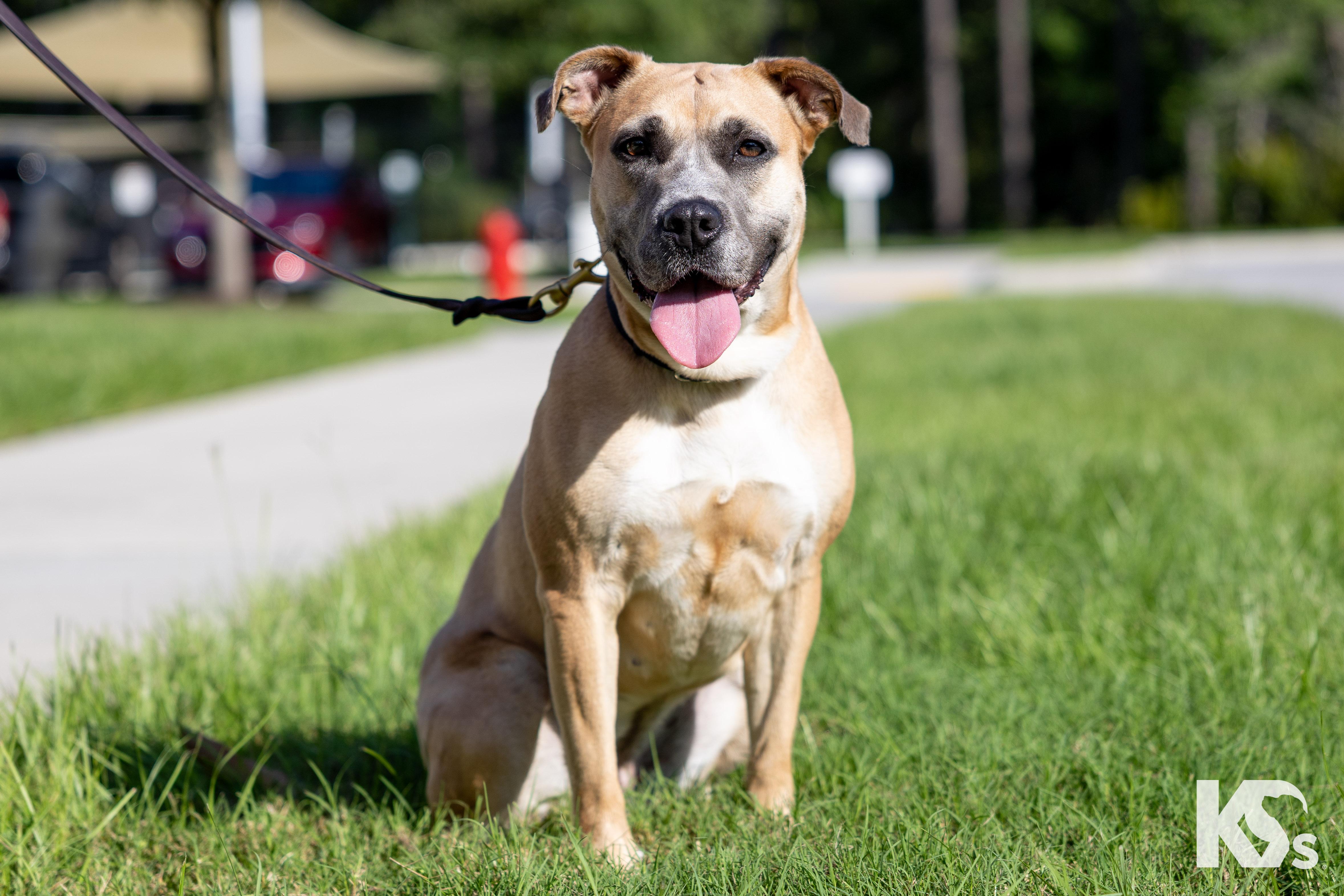 Tulip, a ADOPTABLE mixed breed in Ponte Vedra, FL image 3/3
