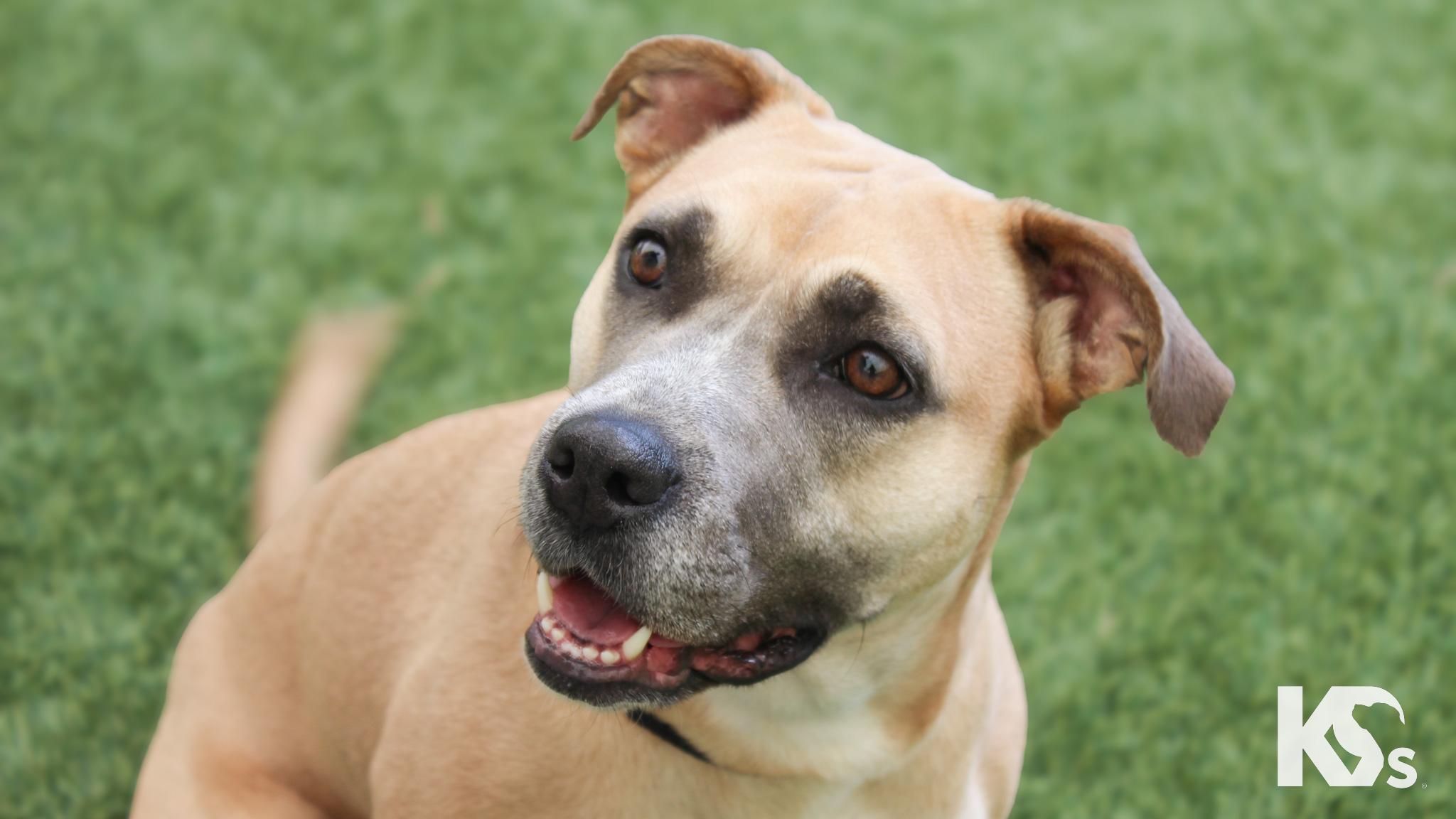 Tulip, ADOPTABLE, Young Female Black Mouth Cur & American Staffordshire Terrier.