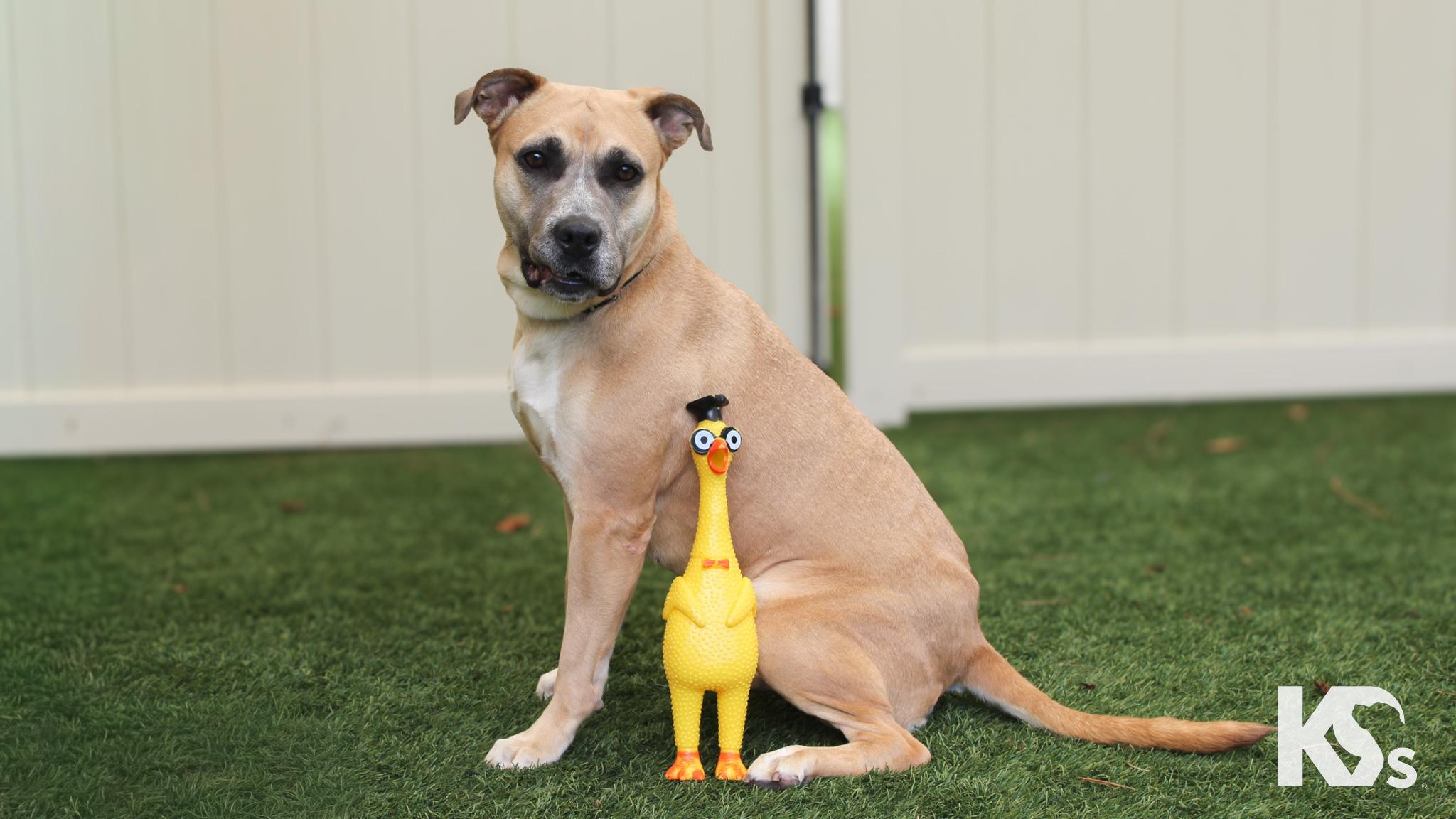 Tulip, a ADOPTABLE mixed breed in Ponte Vedra, FL image 2/6