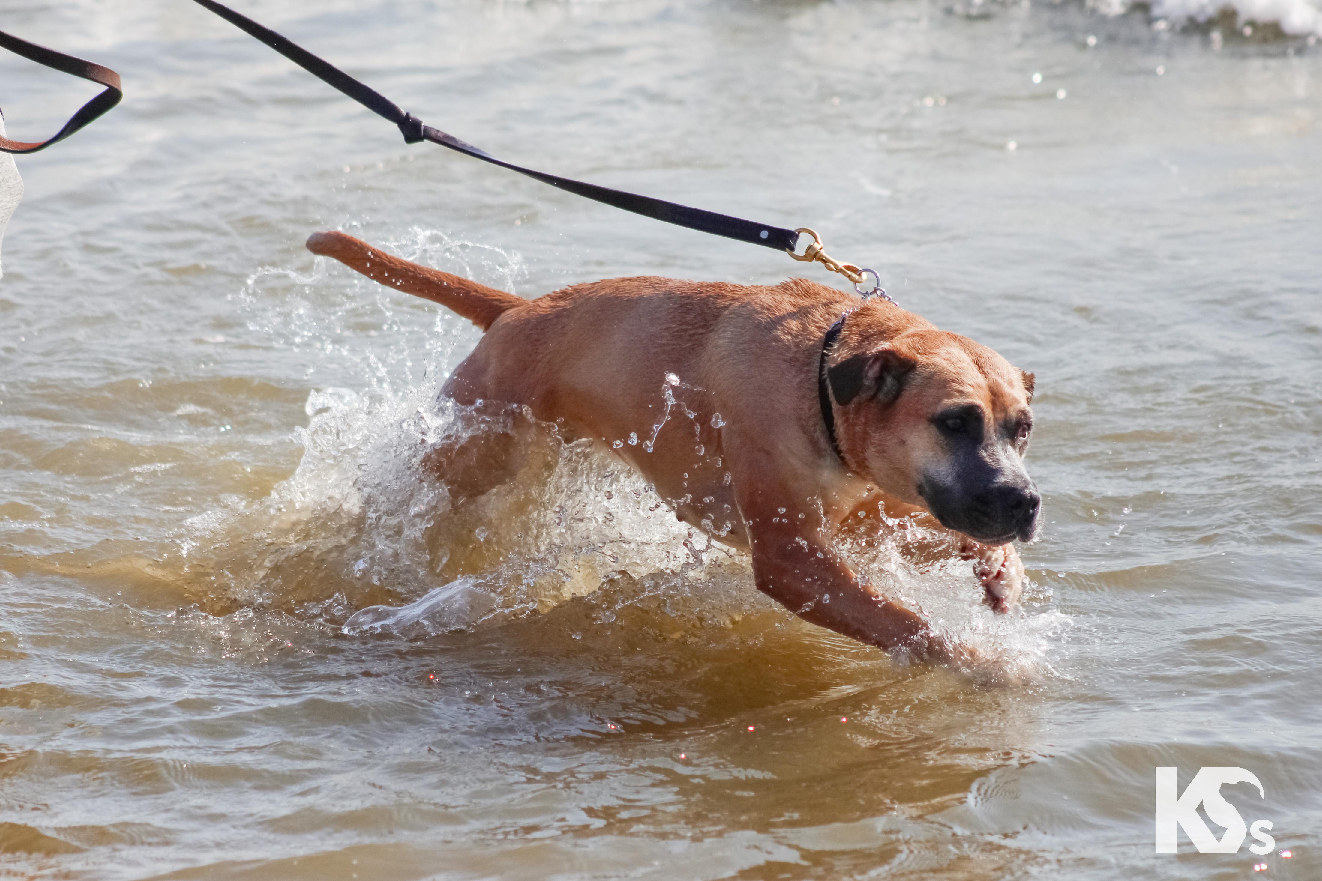 Tulip, a ADOPTABLE mixed breed in Ponte Vedra, FL image 3/6