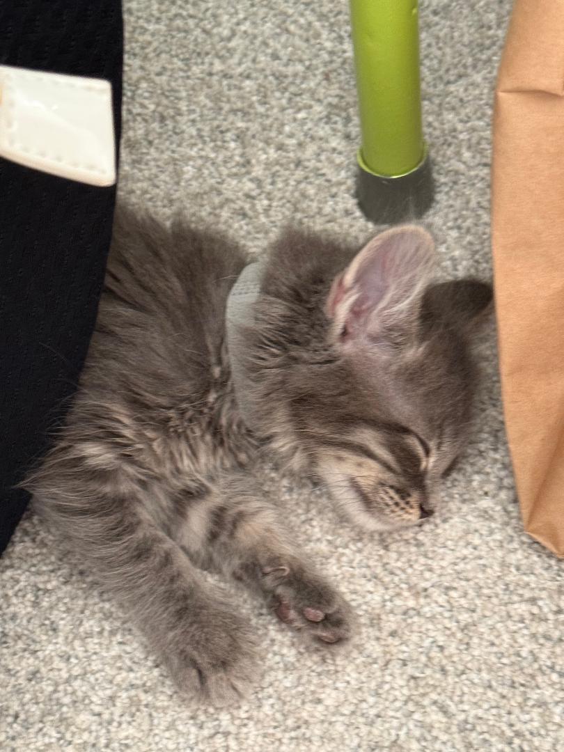 Enlarge McFlurry, an adopted Domestic Medium Hair in Mokena, IL image 3/4