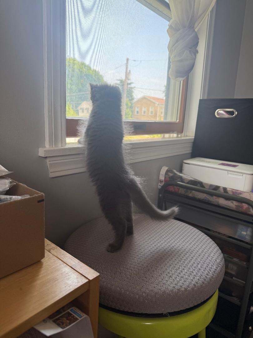 Enlarge McFlurry, an adopted Domestic Medium Hair in Mokena, IL image 2/4
