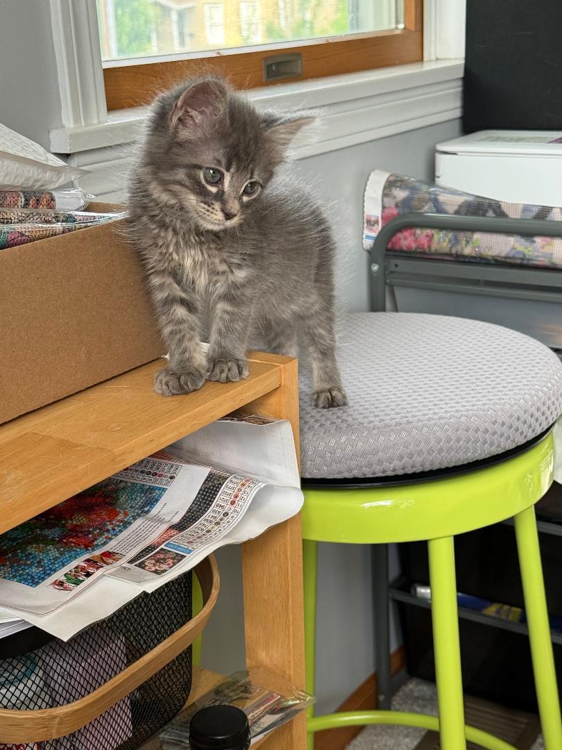 Enlarge McFlurry, an adopted Domestic Medium Hair in Mokena, IL image 1/4