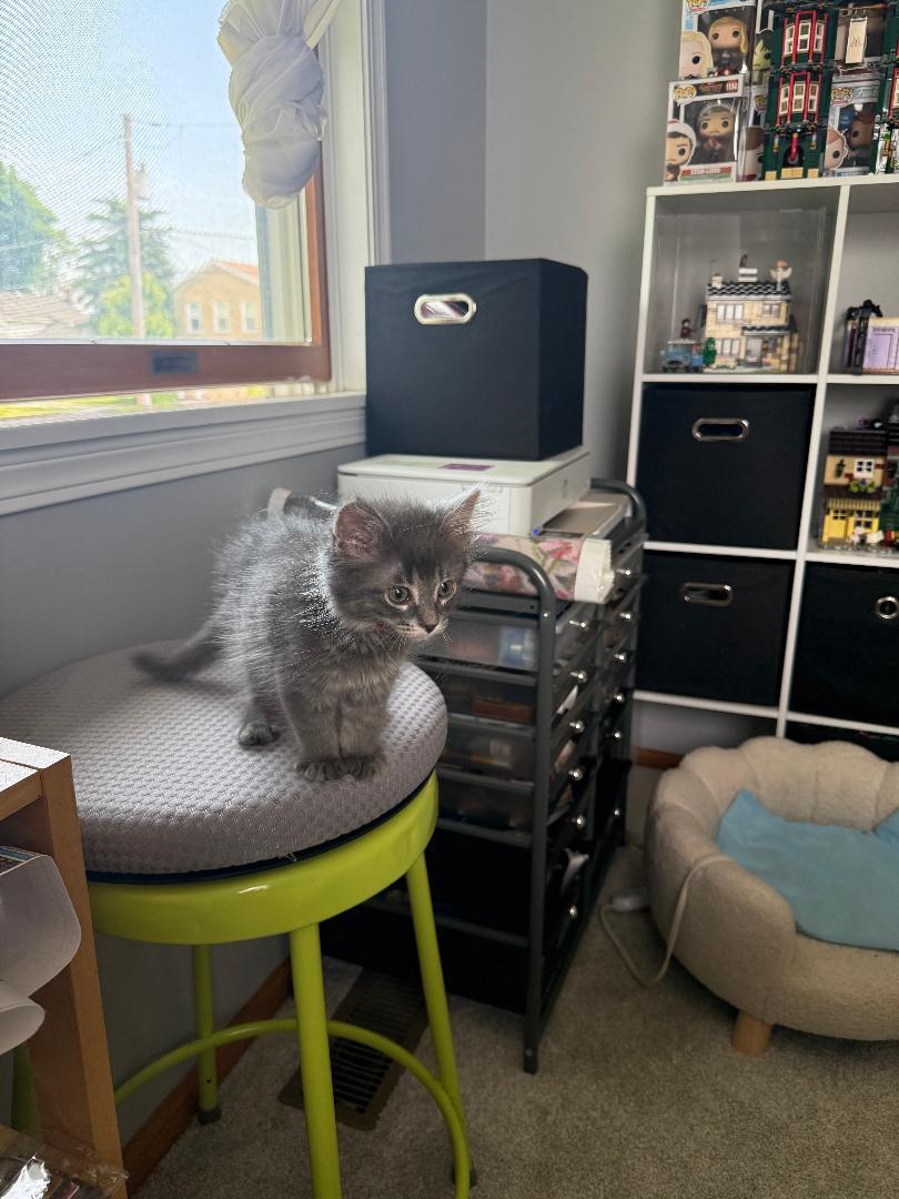 Enlarge McFlurry, an adopted Domestic Medium Hair in Mokena, IL image 4/4