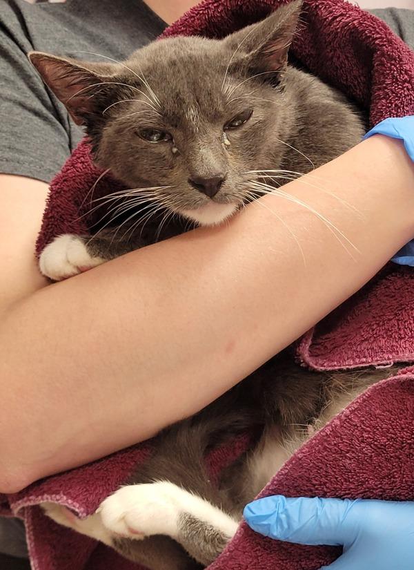 Retsina, Adoptable, Adult Female Domestic Short Hair.