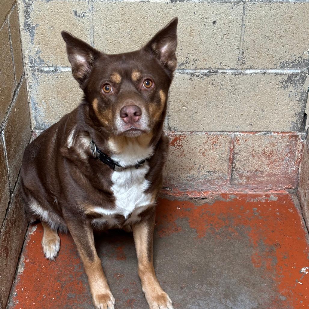 (CCSO) Pooty, Adoptable, Young Female Australian Kelpie.