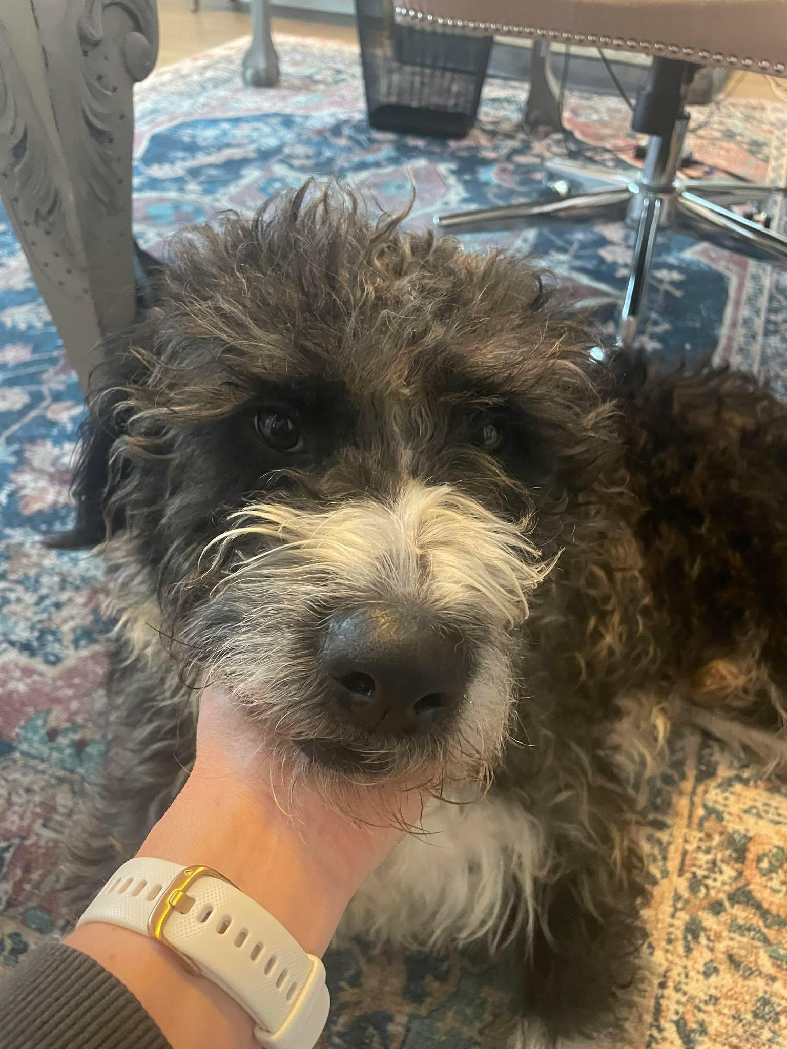 Jolly, ADOPTABLE, Adult Male Poodle.